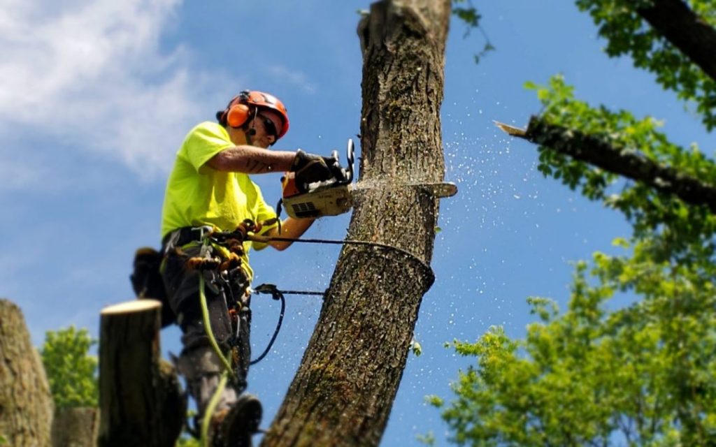 Tree Surgeons